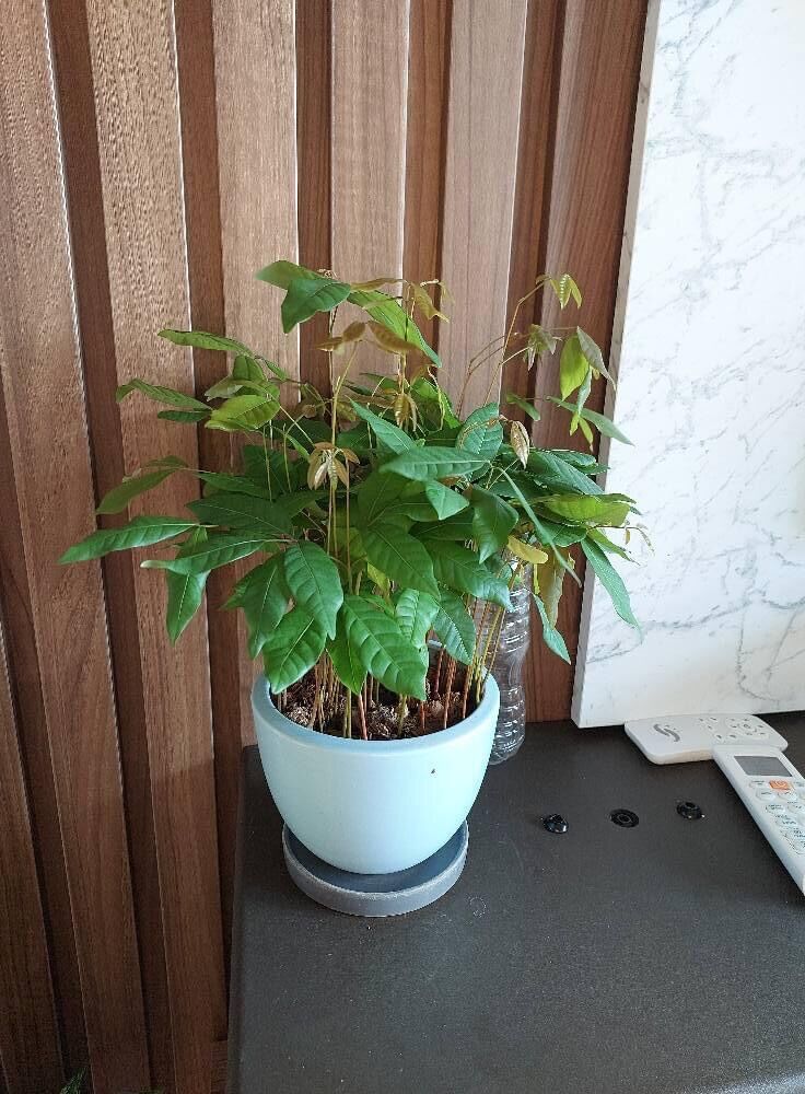 Cây giống chôm chôm thái ươm từ hạt