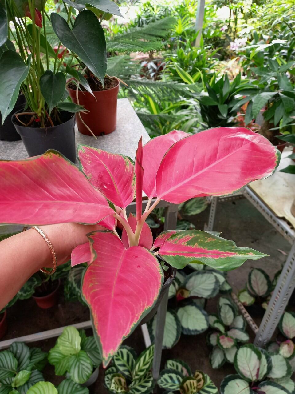 Cây Vạn Lộc mới