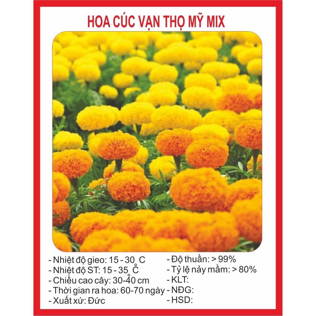 Hạt giống hoa cúc vạn thọ