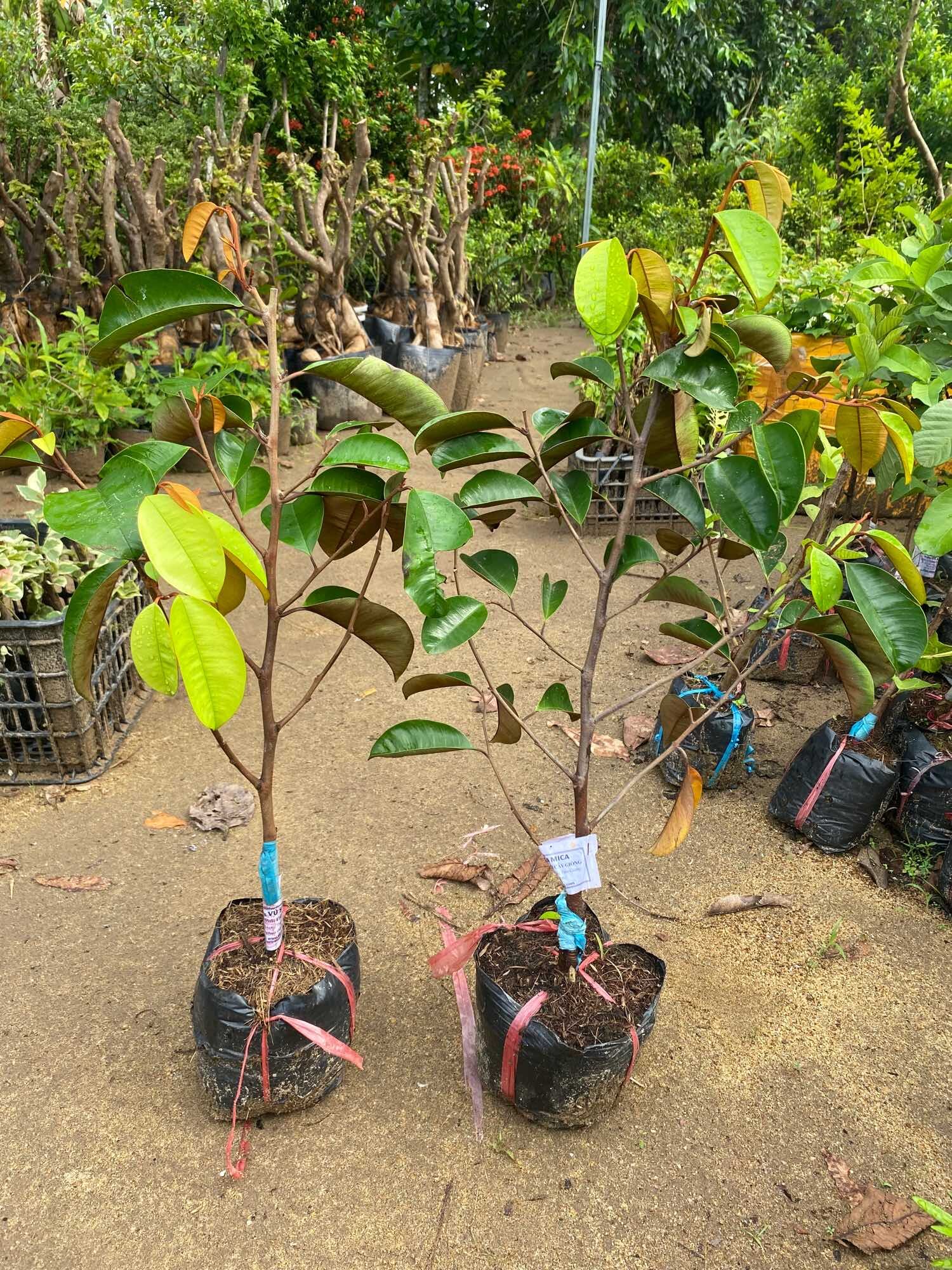 Cây Vú sữa Mica ( cây giống )