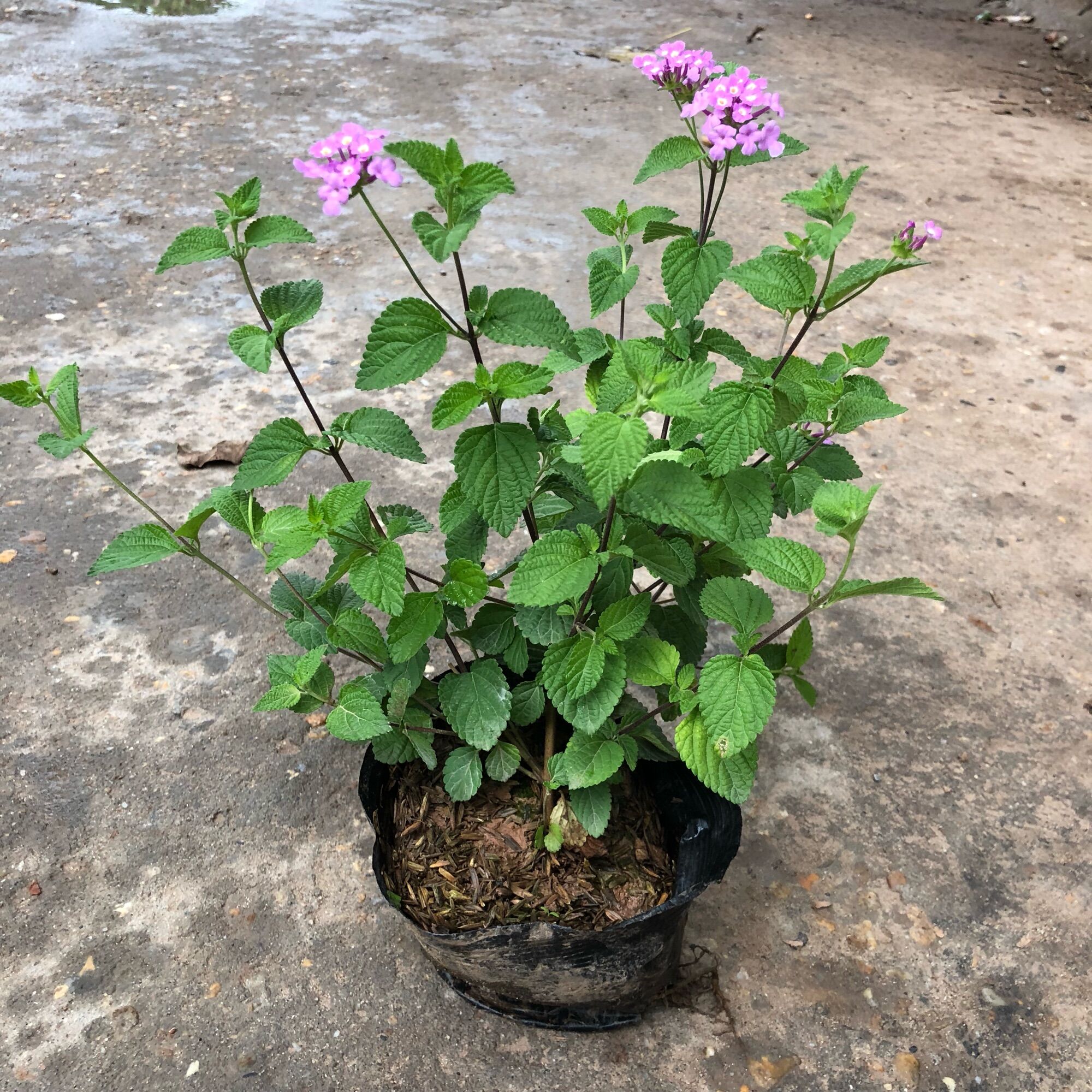 Cây hoa ngũ sắc rủ màu tím trồng bịch đen năm ngọn xum xuê nhiều hoa trang trí sân vườn hàng rào