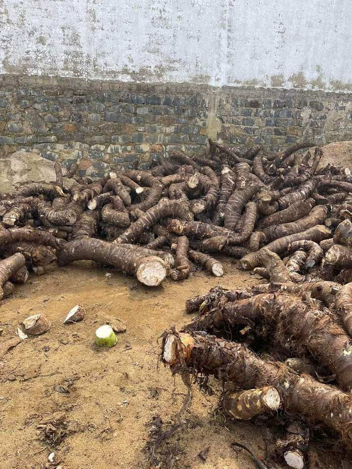 Củ bạc hà núi -núi Cấm An Giang 5kg