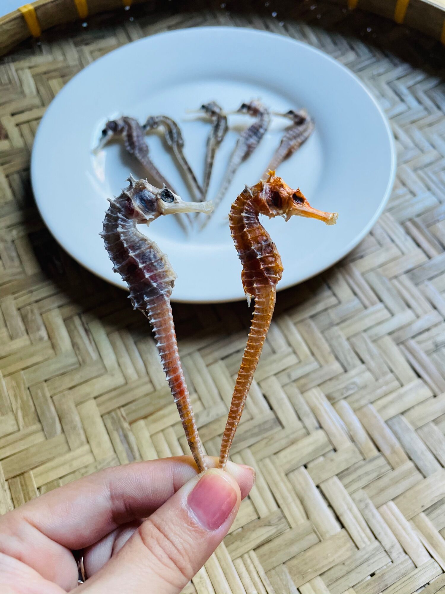 5 con cá ngựa khô 7cm -9cm