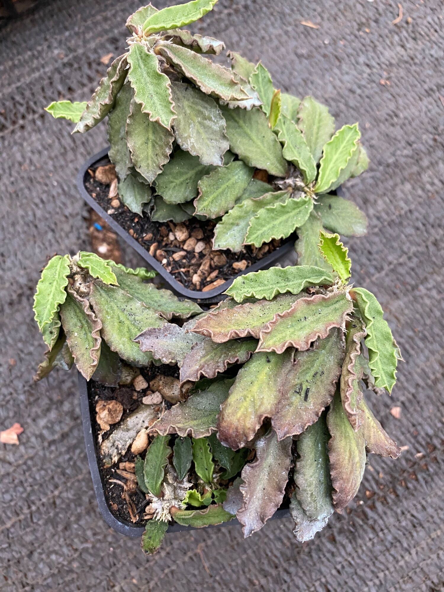 Cây xương rồng mũ đục euphorbia tulearensis