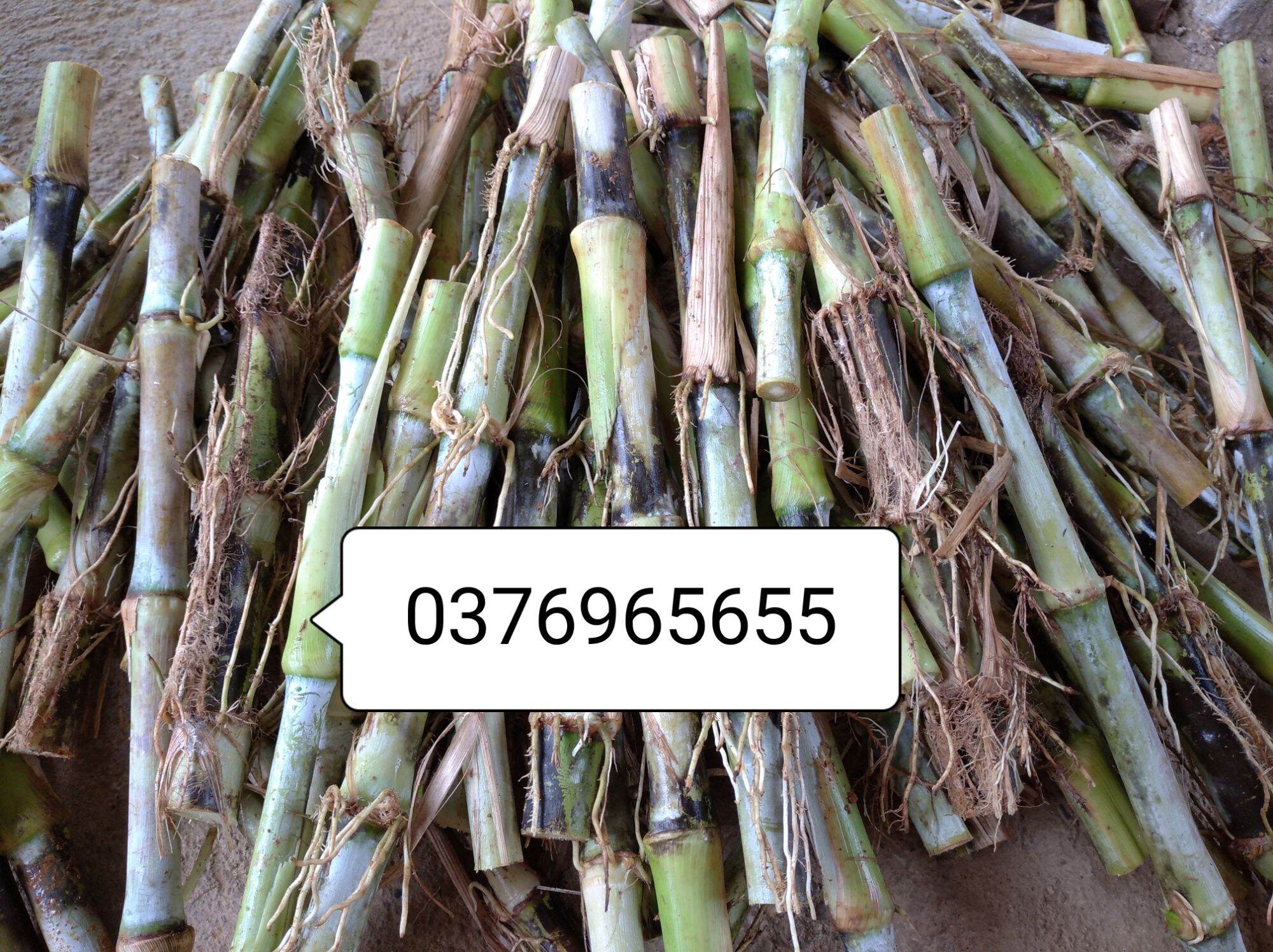 Hom cỏ voi sản phẩm có 40 hom khách hàng tùy chọn