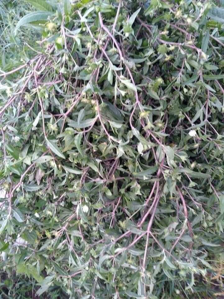 1 Kg Cây Nhọ Nồi ( Cỏ Mực ) Khô