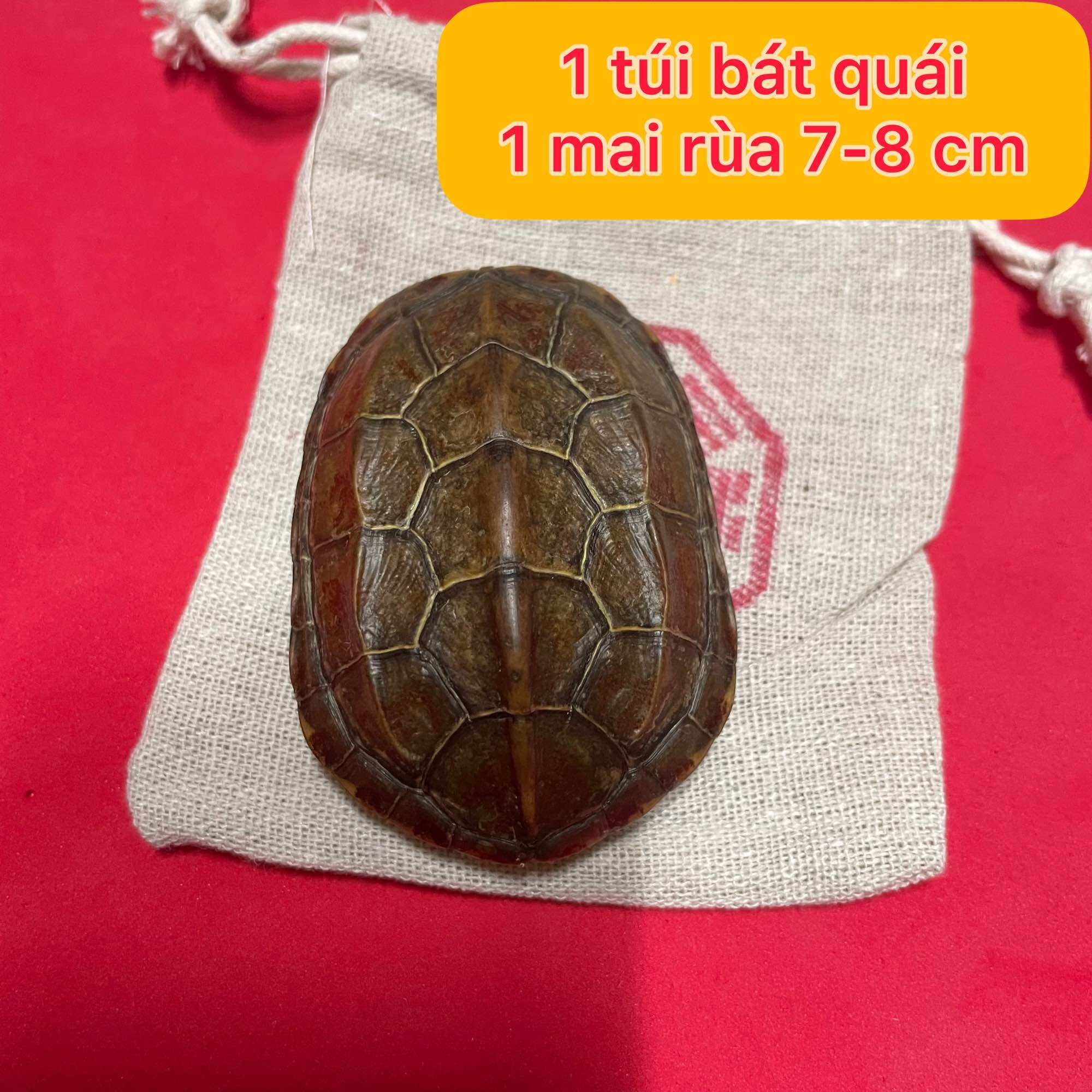 Mai rùa dùng để gieo quẻ kinh dịch