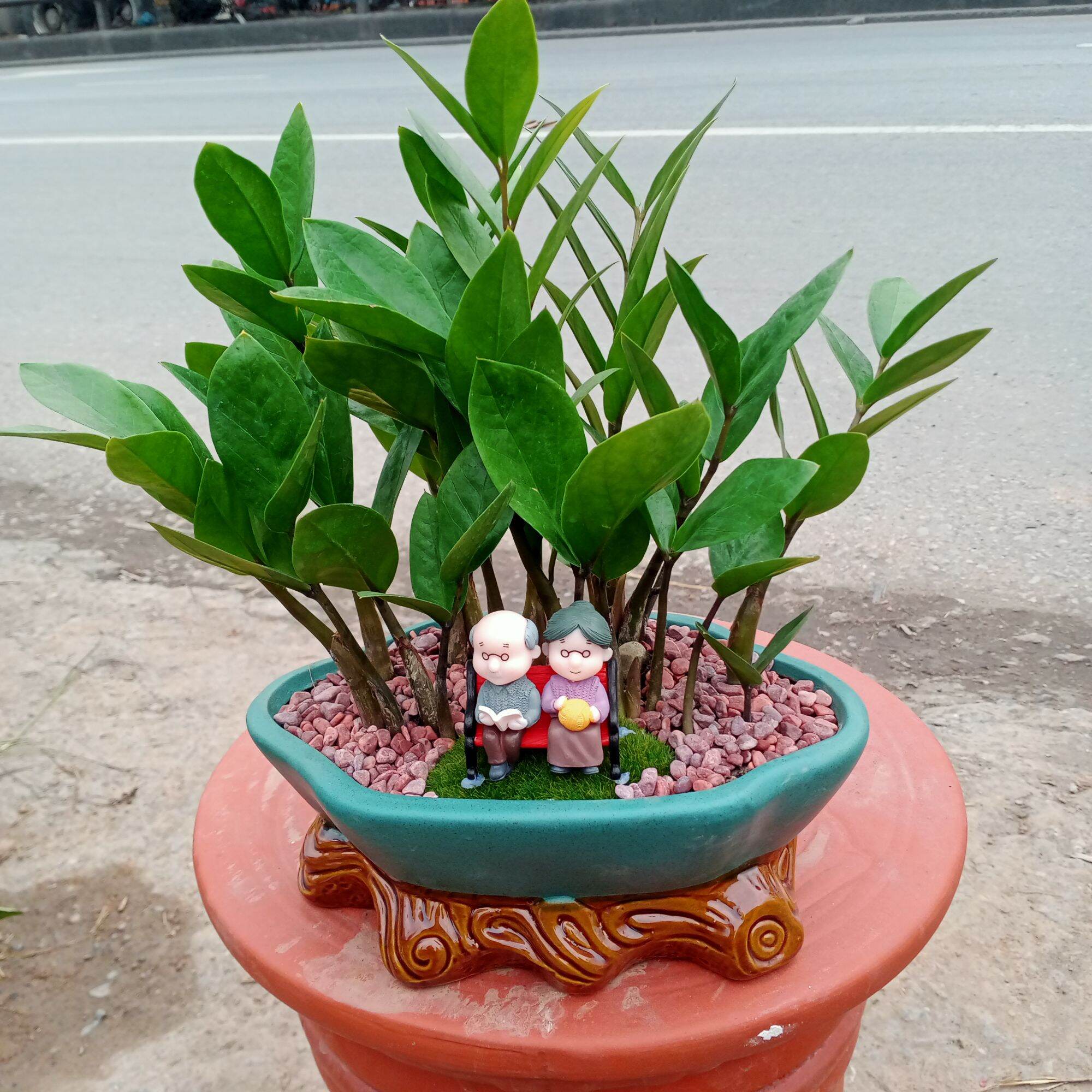 Ang trồng cây, chậu trồng cây