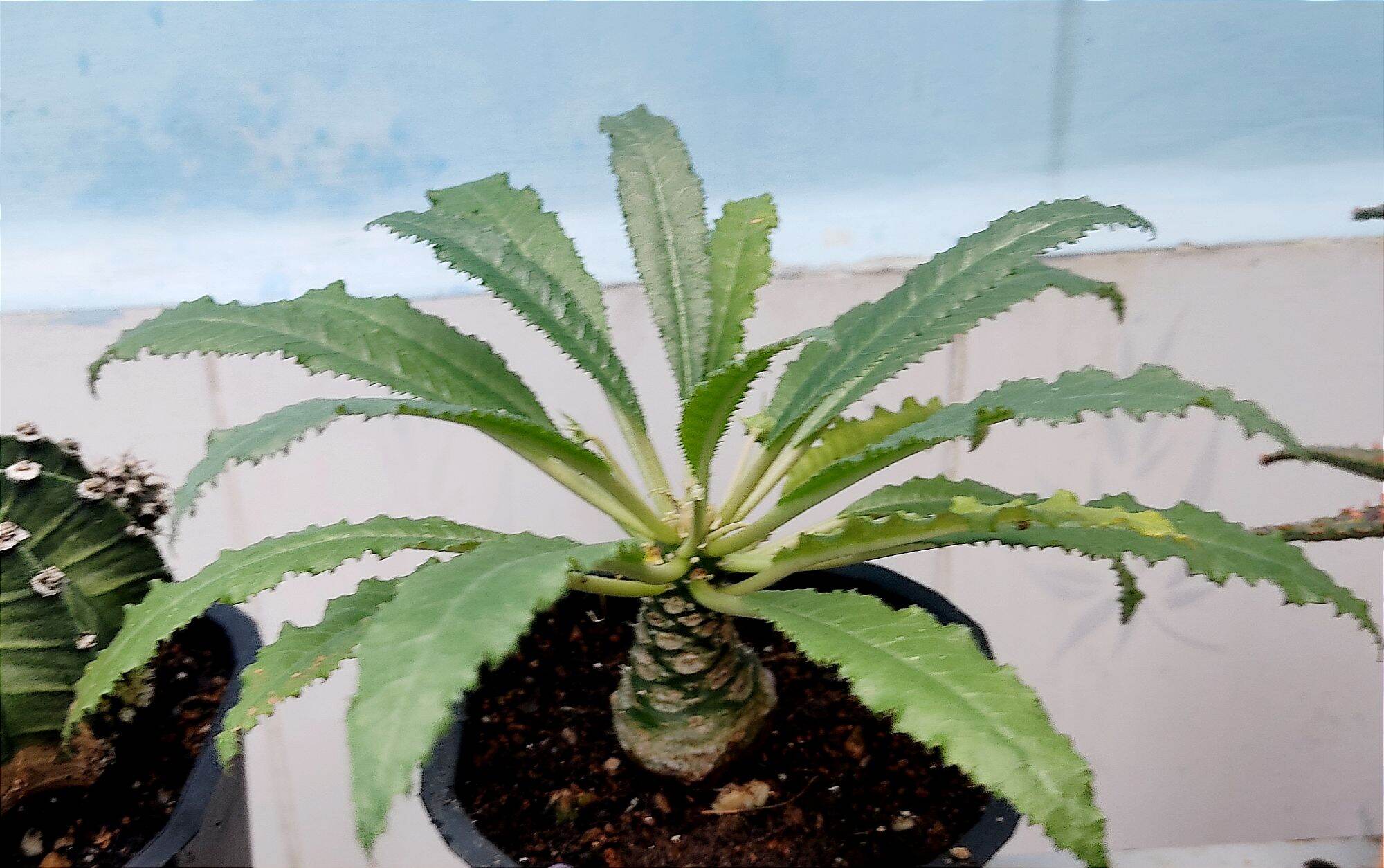 20 Hạt giống cây hoa mặt trời lá dài - Dorstenia Foetida Hybrid