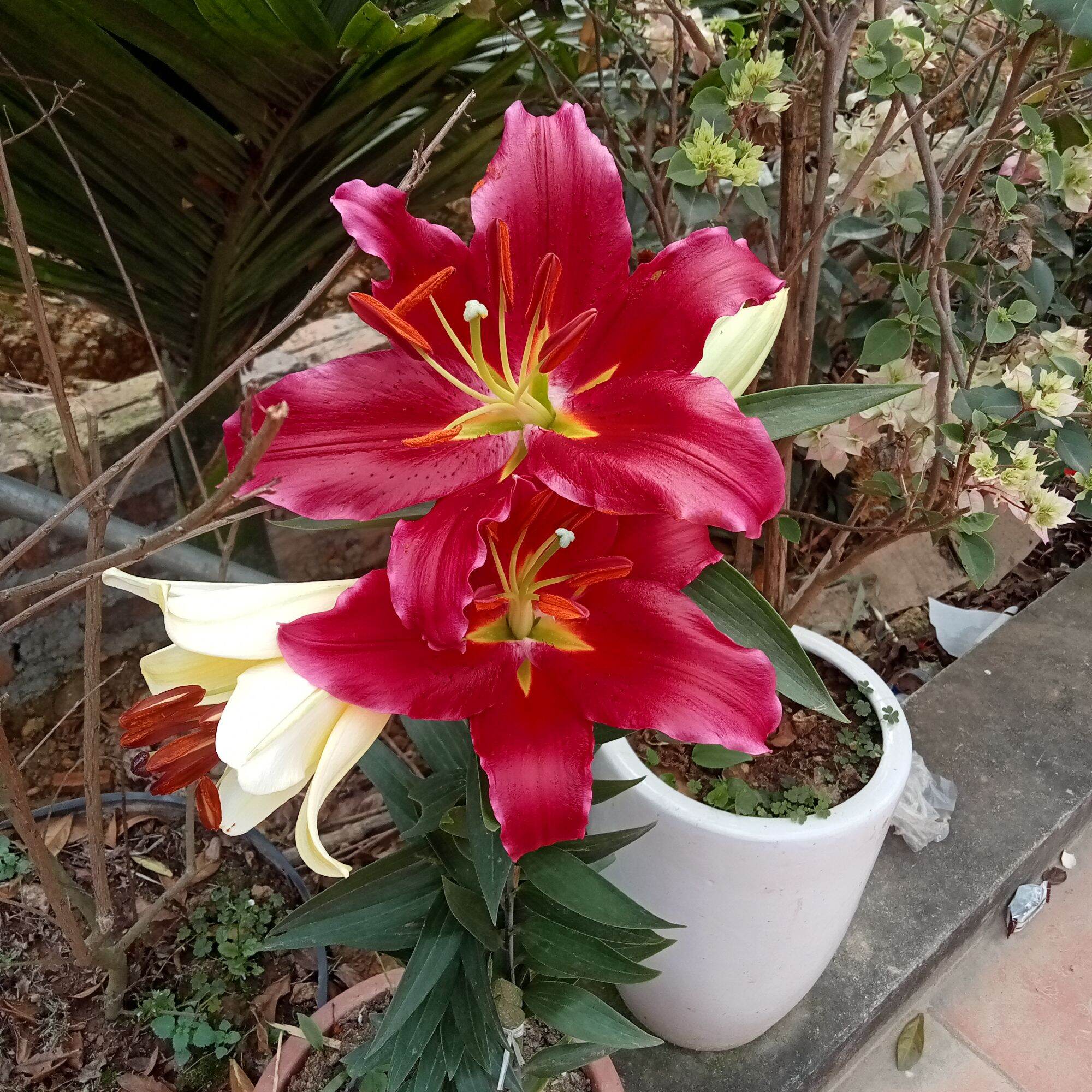 combo 20 củ hoa ly cao thơm