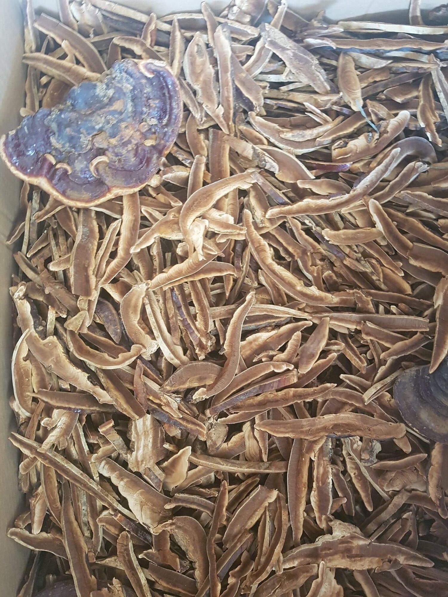 Nấm linh chi đỏ