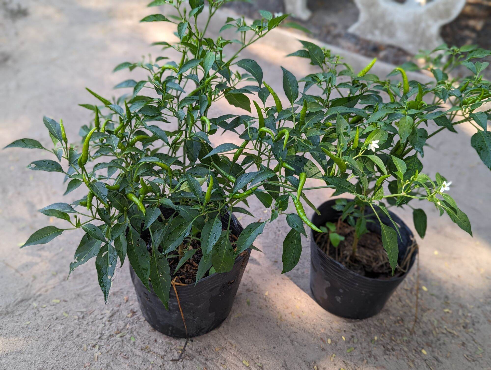 Chậu giống ớt chỉ thiên trưởng thành