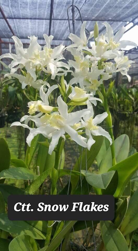 Cát giống mới Snowflake hoa trắng thơm