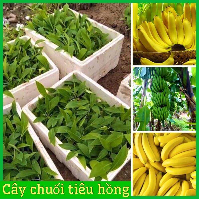 Cây giống chuối tiêu hồng