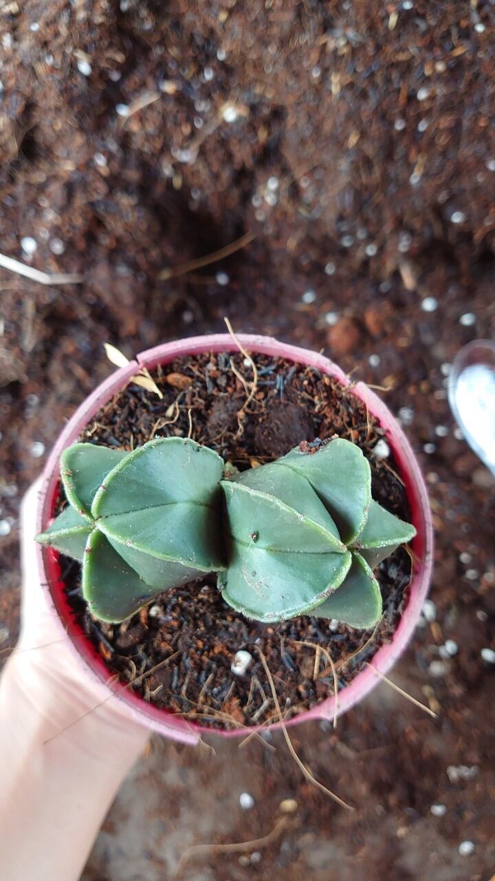 xương rồng astro xanh 2 đầu