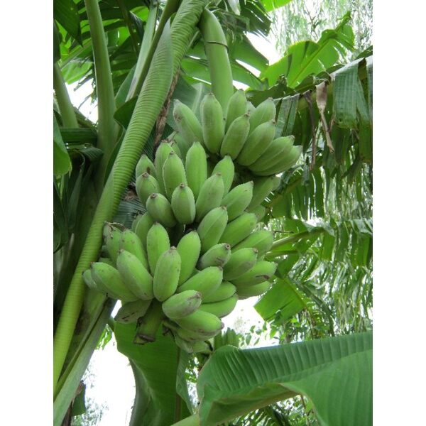 Cây giống chuối xiêm đen cấy mô