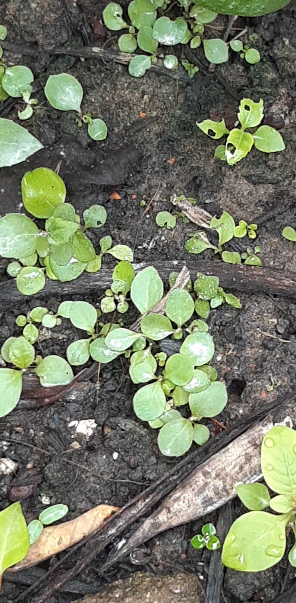 300 Hạt Giống rau cải trời