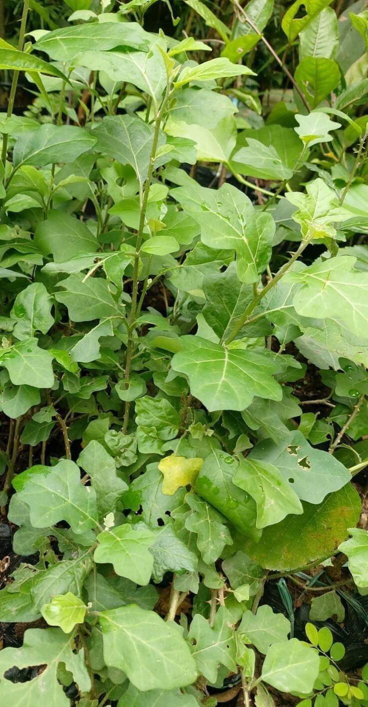 cây cà gai leo/cây giống[combo 10 cây]