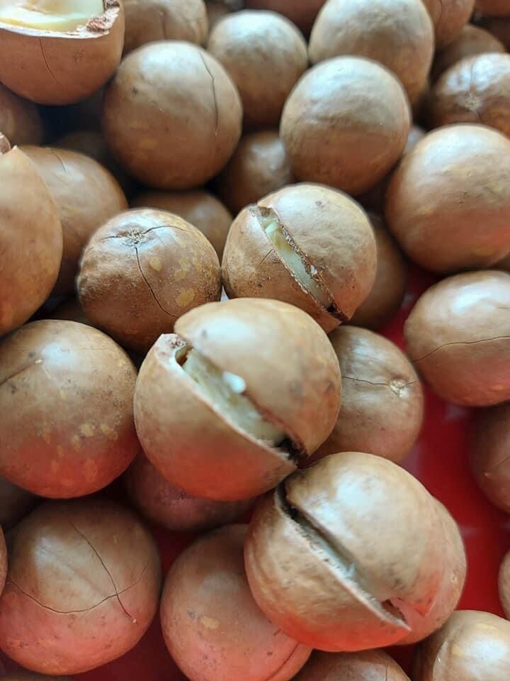 [500g] Hạt Macca sấy tách lức còn vỏ - hạt dinh dưỡng