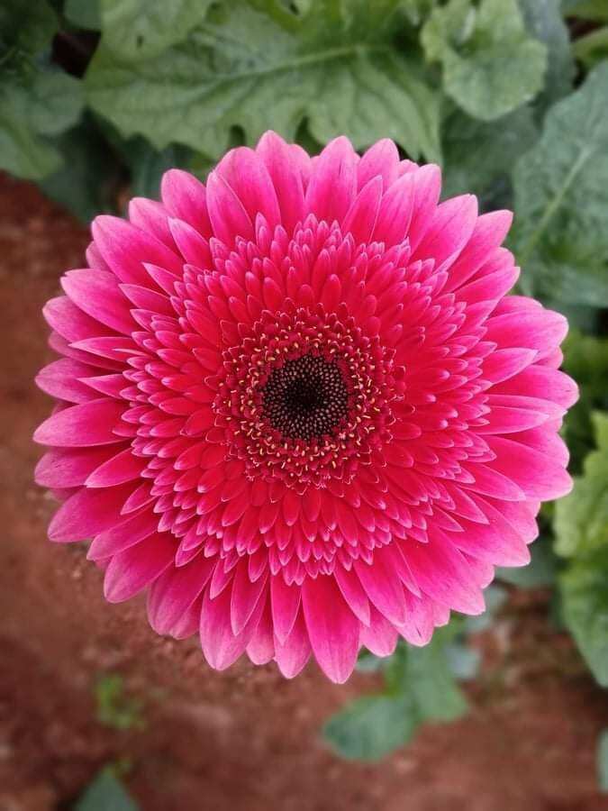 Hoa đồng tiền cao( sắp nụ)