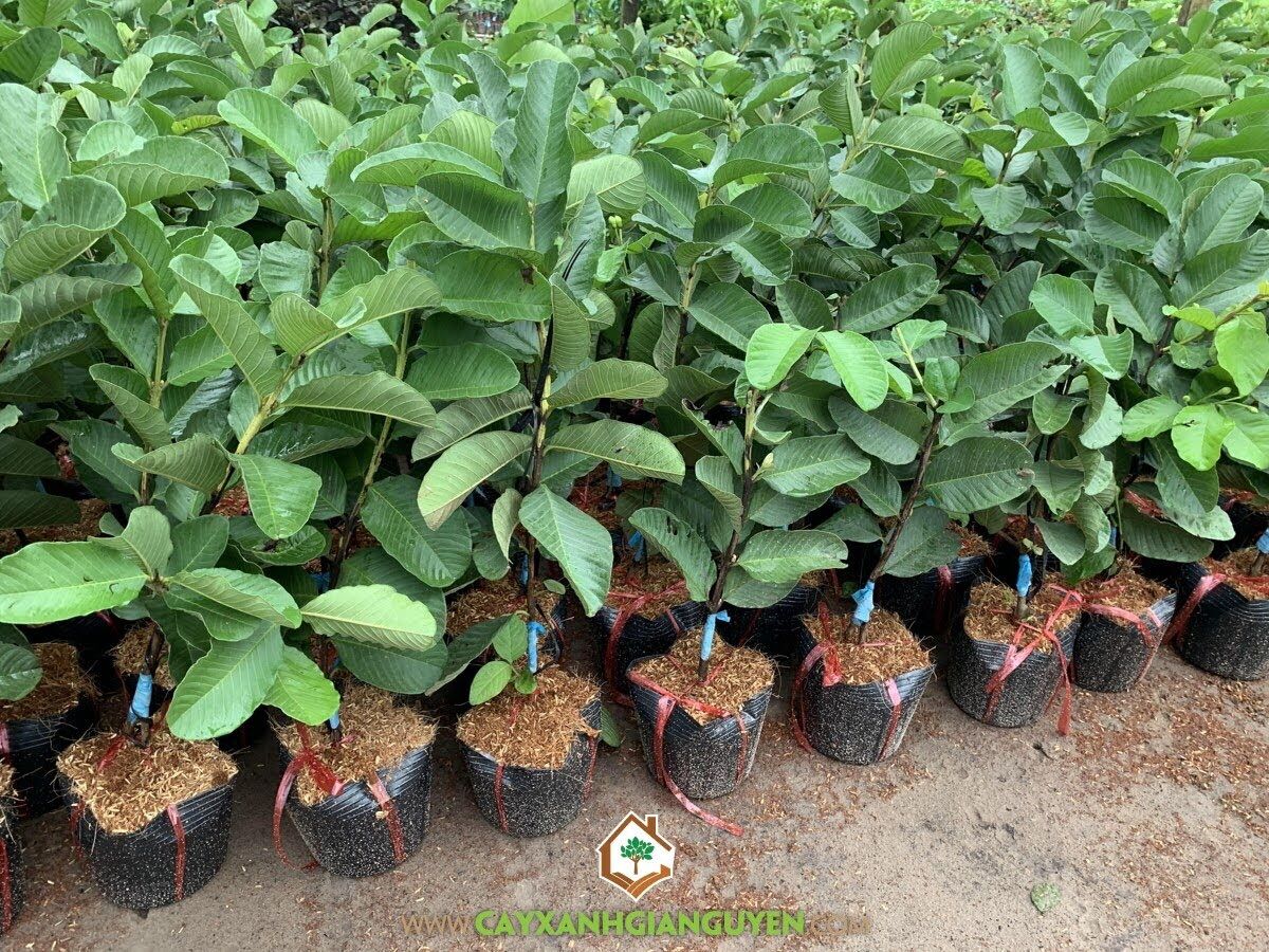 Cây ổi nữ hoàng, không hạt - chuẩn F1