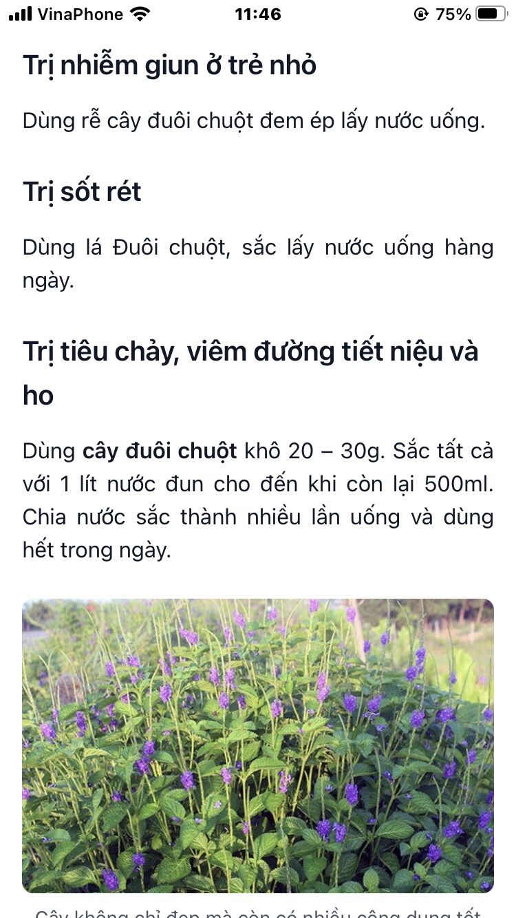 Cây đuôi chuột (3 cây)