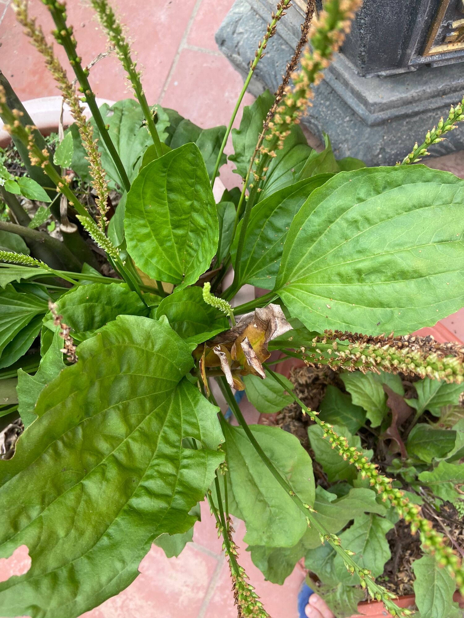Hạt giống cây má đề