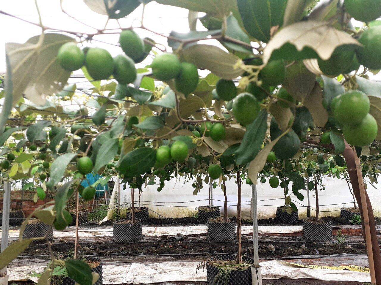 PHÂN HỮU CƠ TRỒNG CÂY, TRỒNG RAU, HOA 1kg