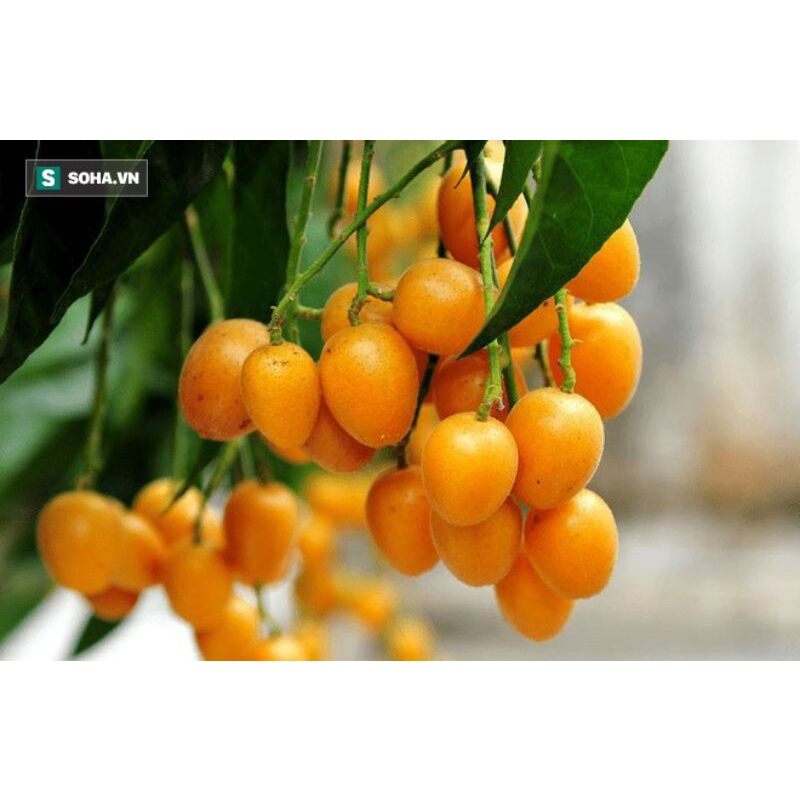 Cây quất hồng bì