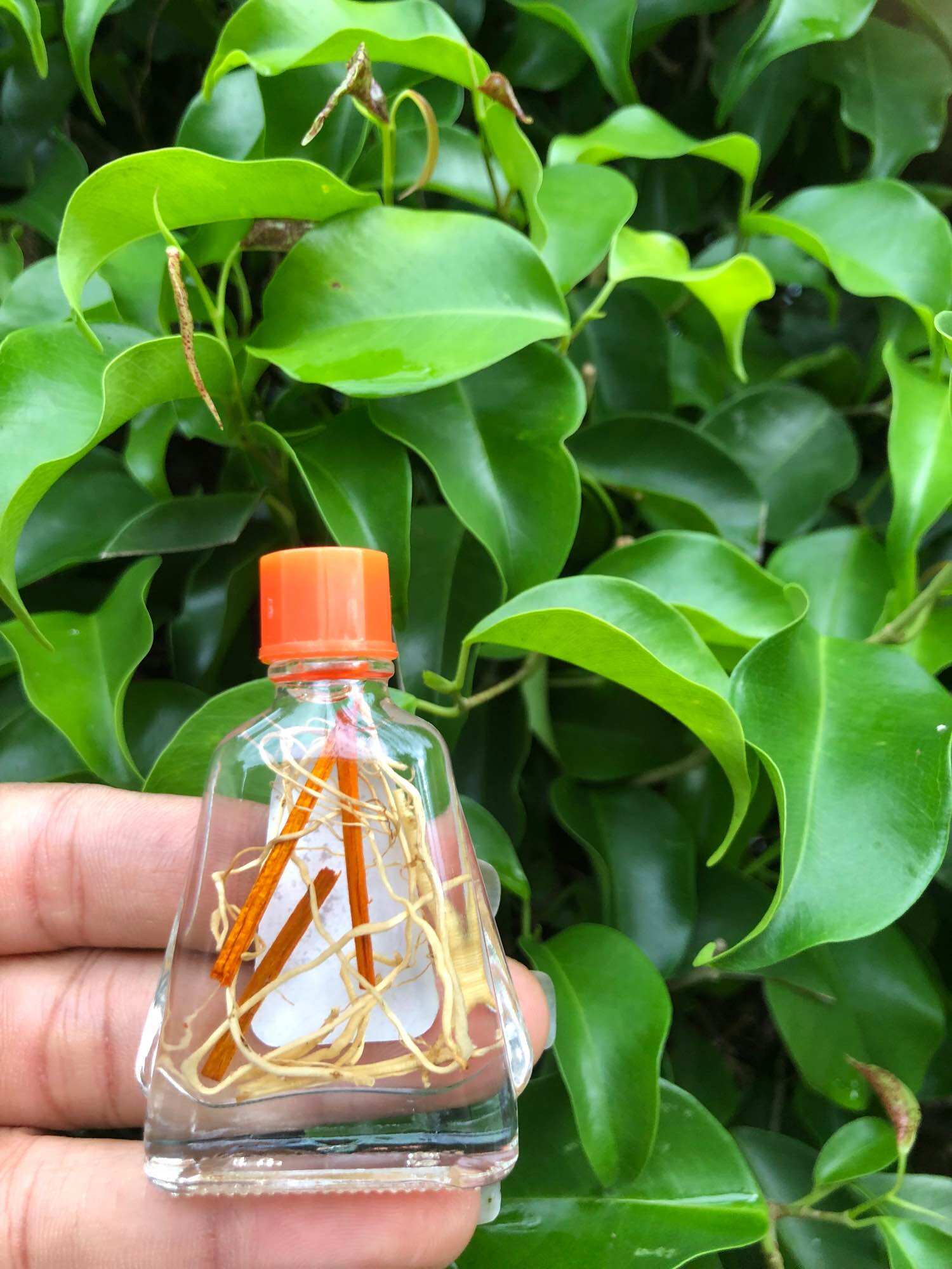 COMBO 5 CHAI DẦU VIÊM XOANG TRẮNG 7ML (RỄ)