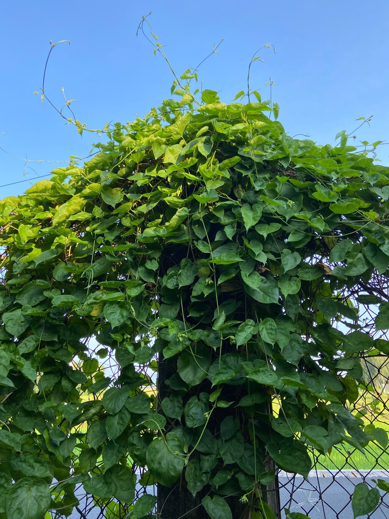 Cây giống Hoa thiên lý
