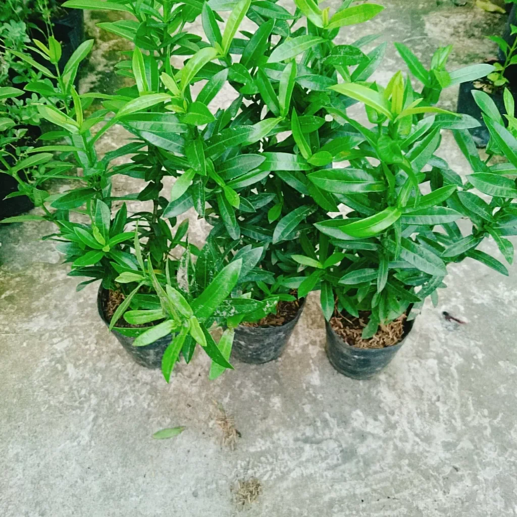 Cây hoa mẫu đơn ngũ sắc