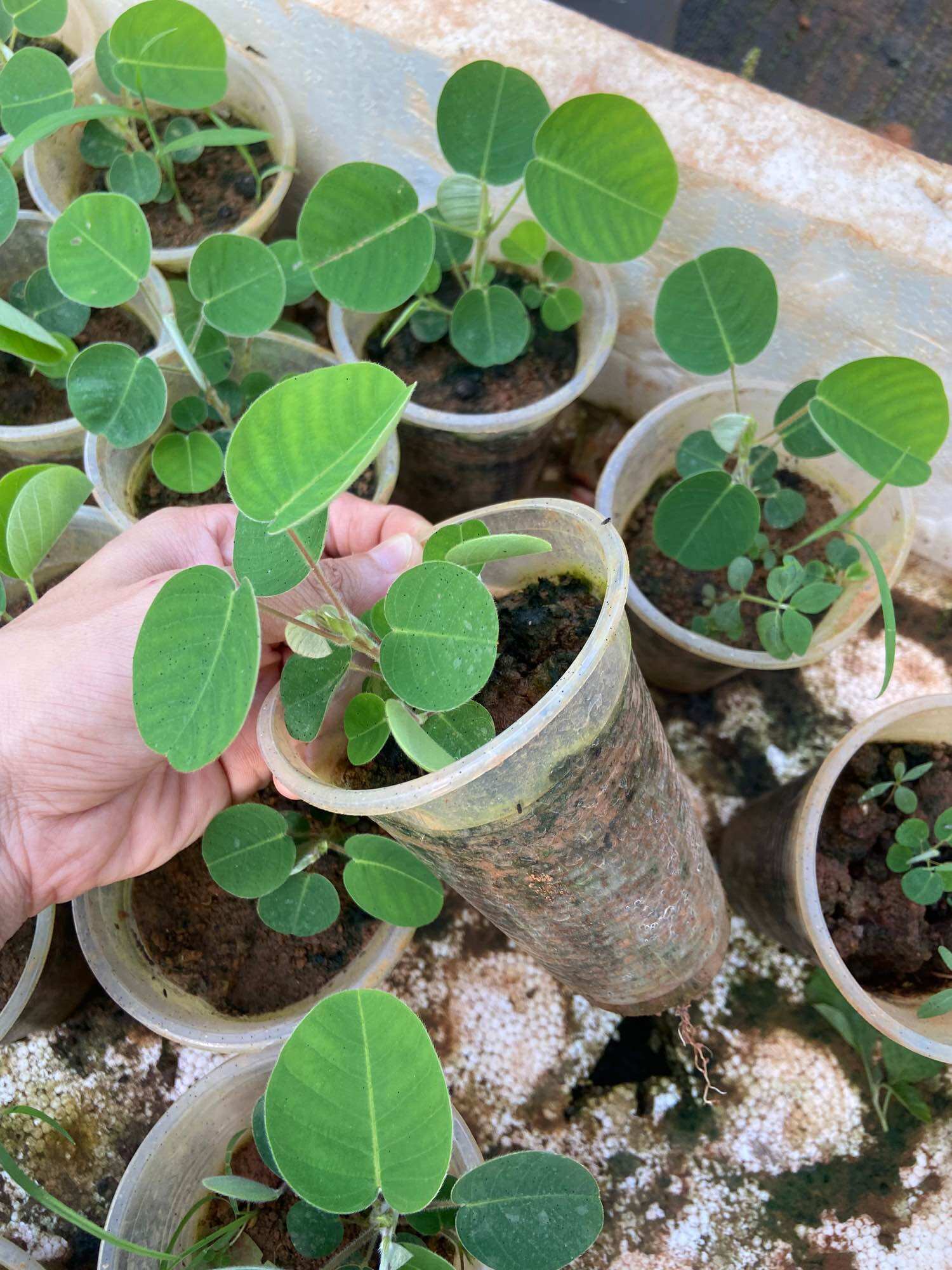 Cây giống kim tiền thảo