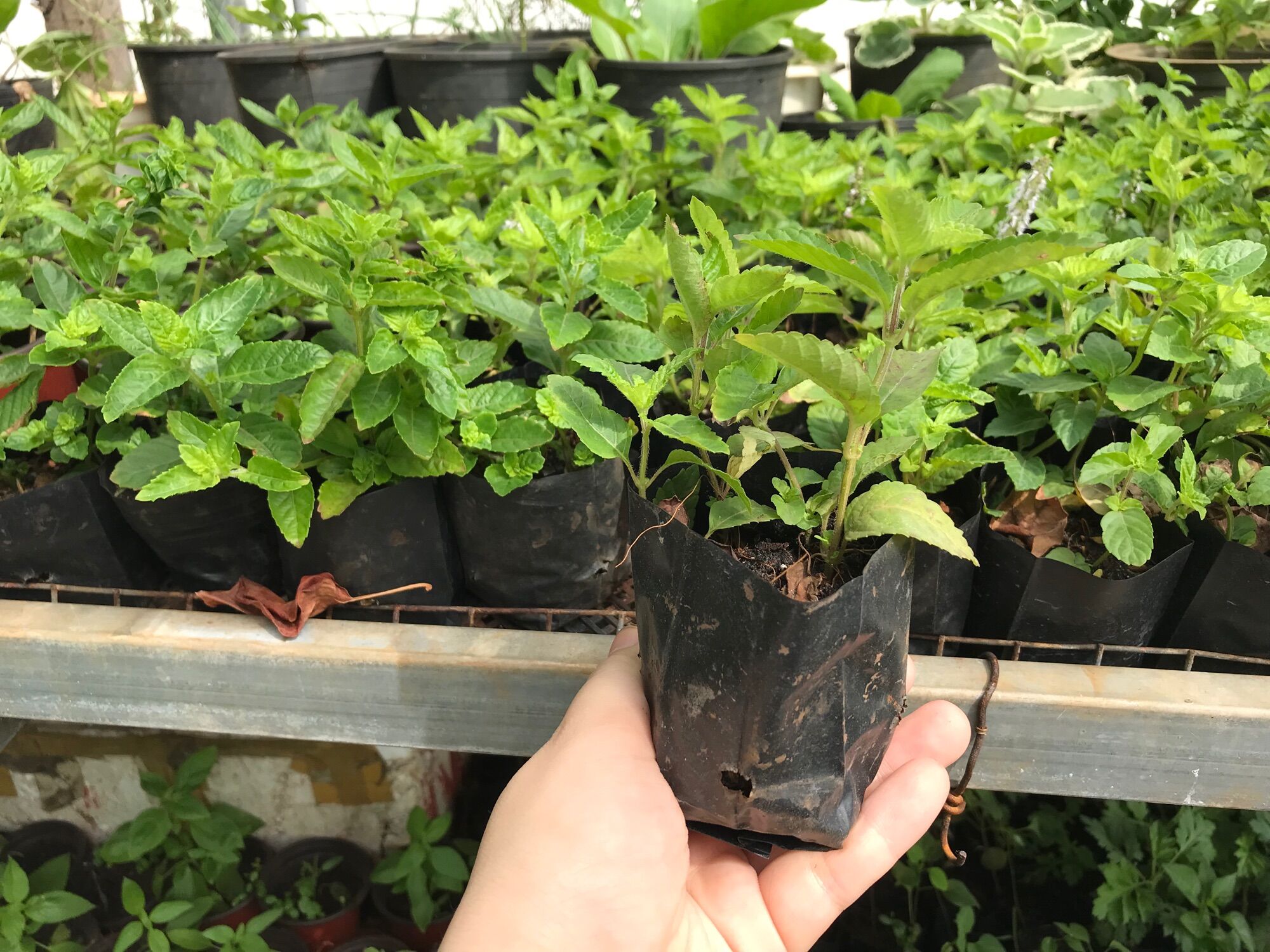 Bầu cây sương sáo giống