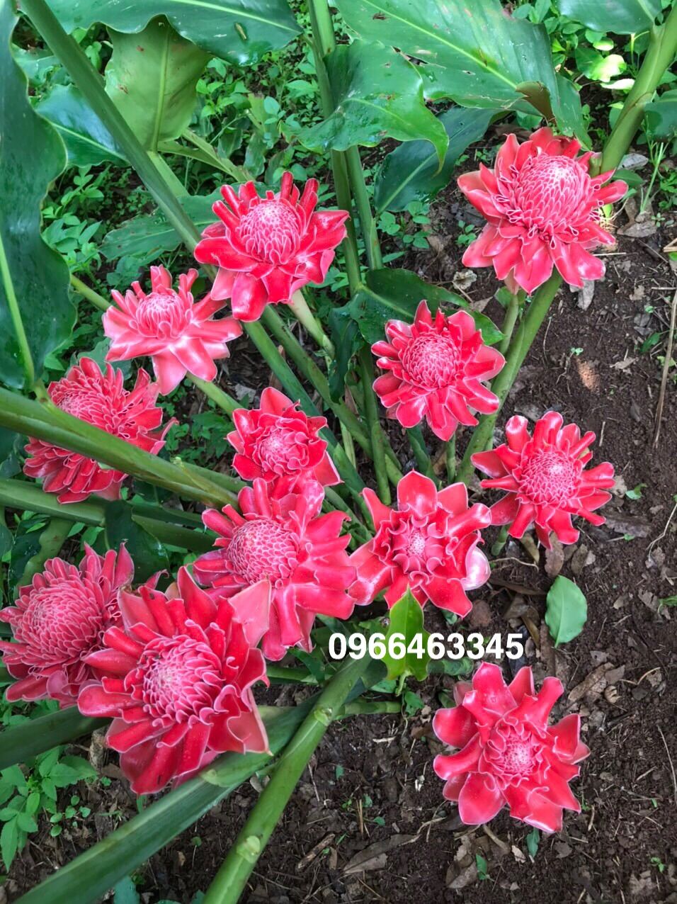 Củ giống Sen Cạn- Sen Đa Lộc- Cây Ngọn Đuốc (5 màu)