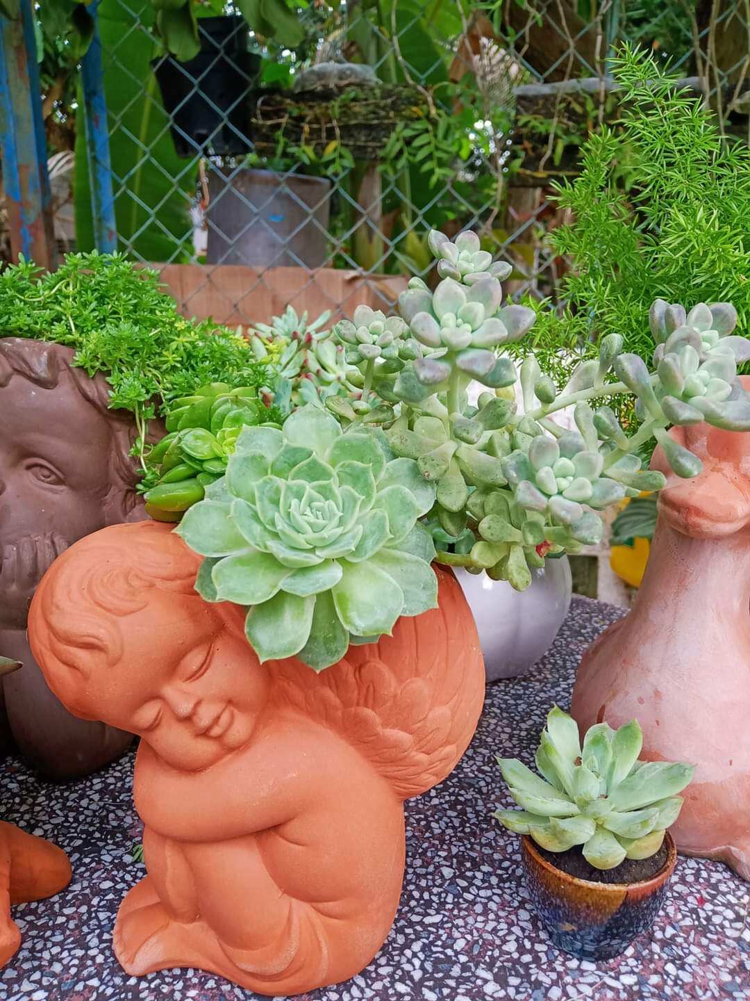 Chậu đất nung Bình Dương dáng thiên thần