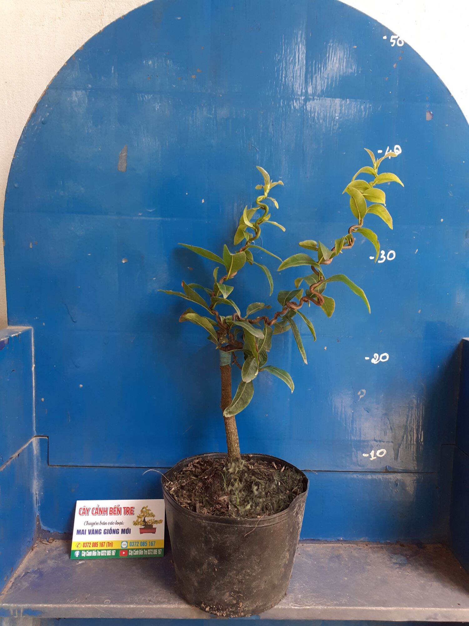 2 Cây Mai Quắn