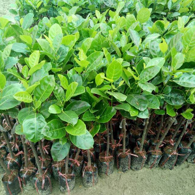 GIỐNG CÂY MÍT THÁI GHÉP