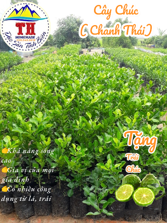 Cây Chúc( Chanh Thái) - An Giang - 30cm