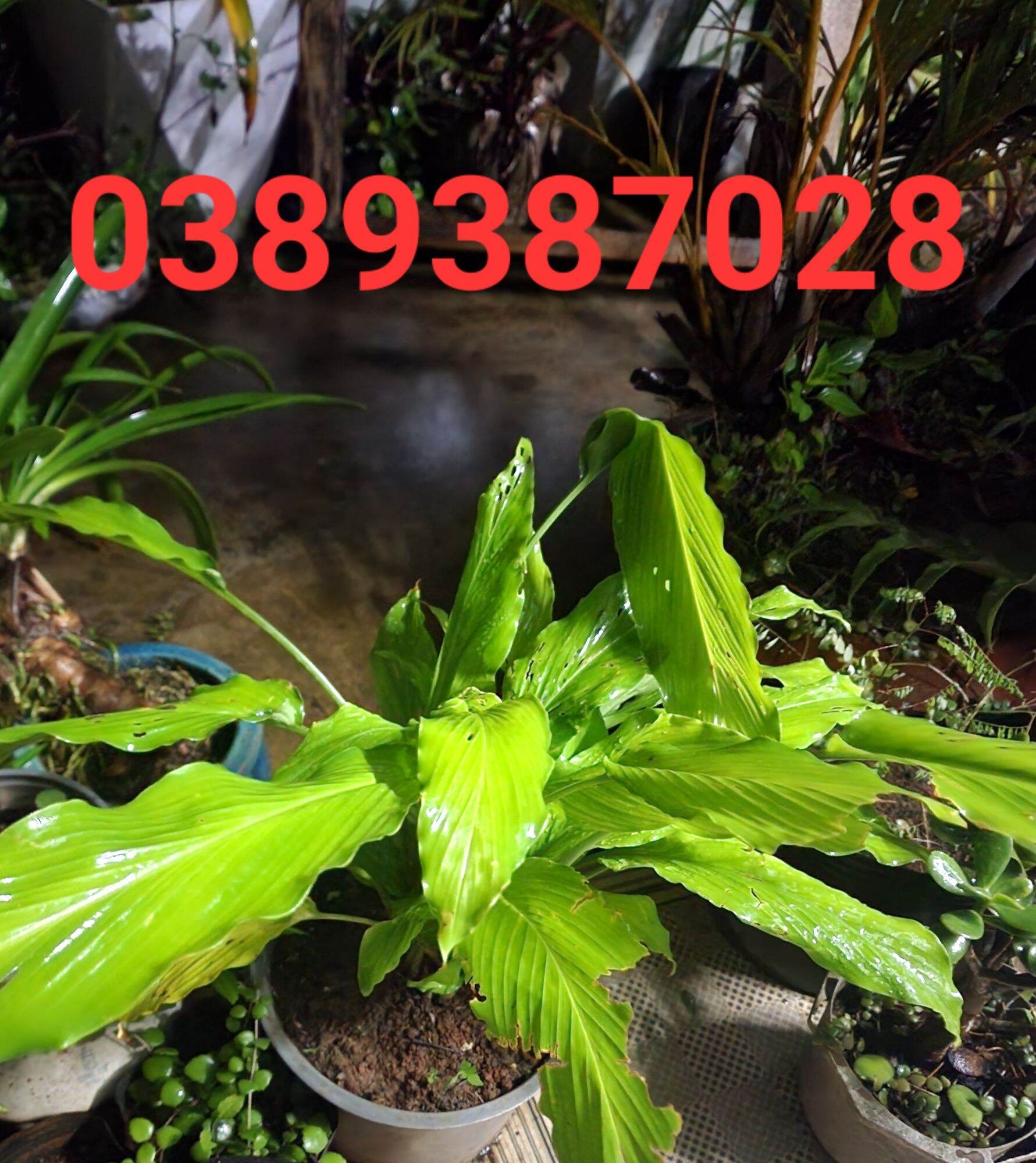 củ ngải chống độc,200g