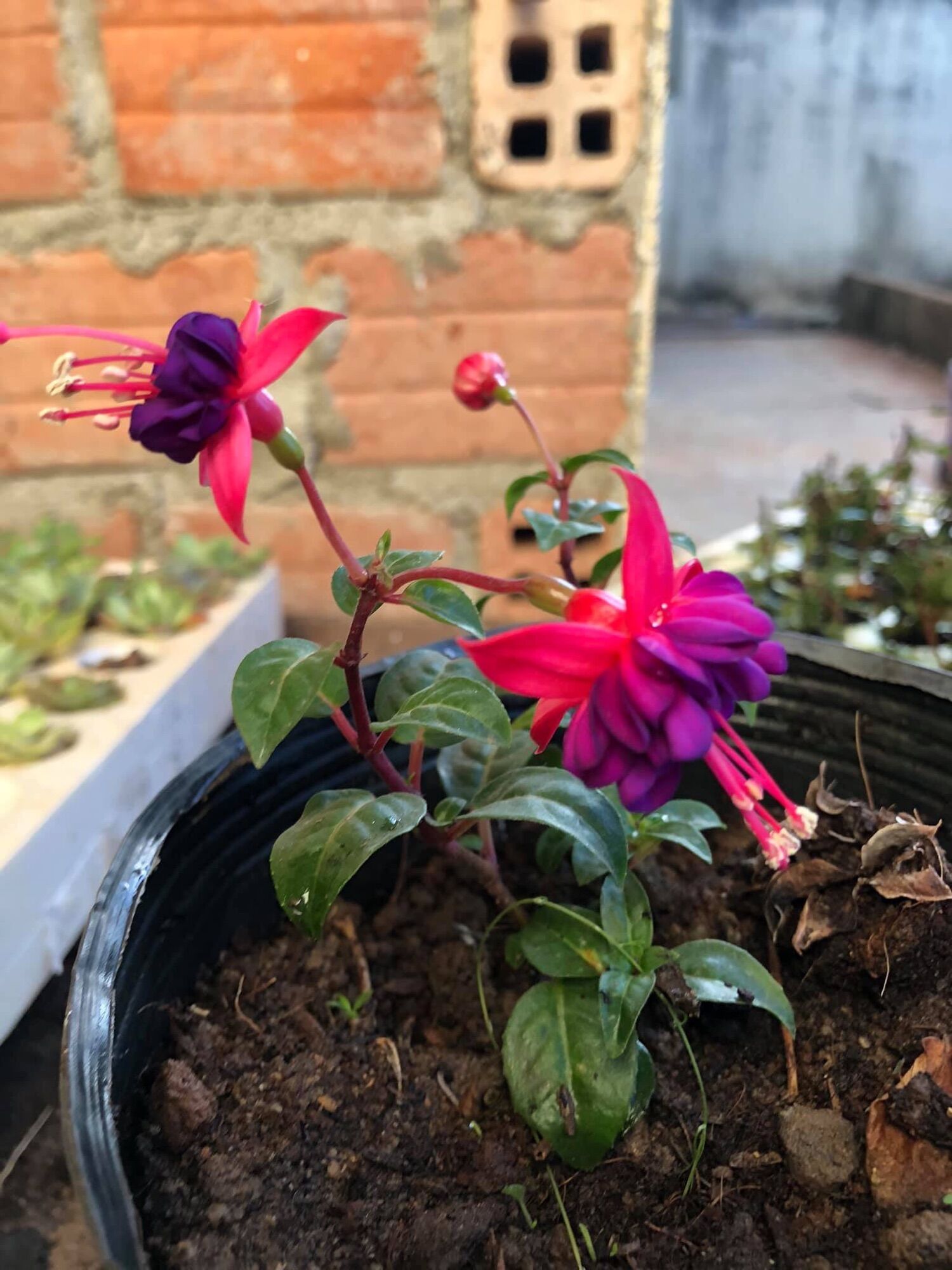 Cây giống hoa lồng đèn 10 cây