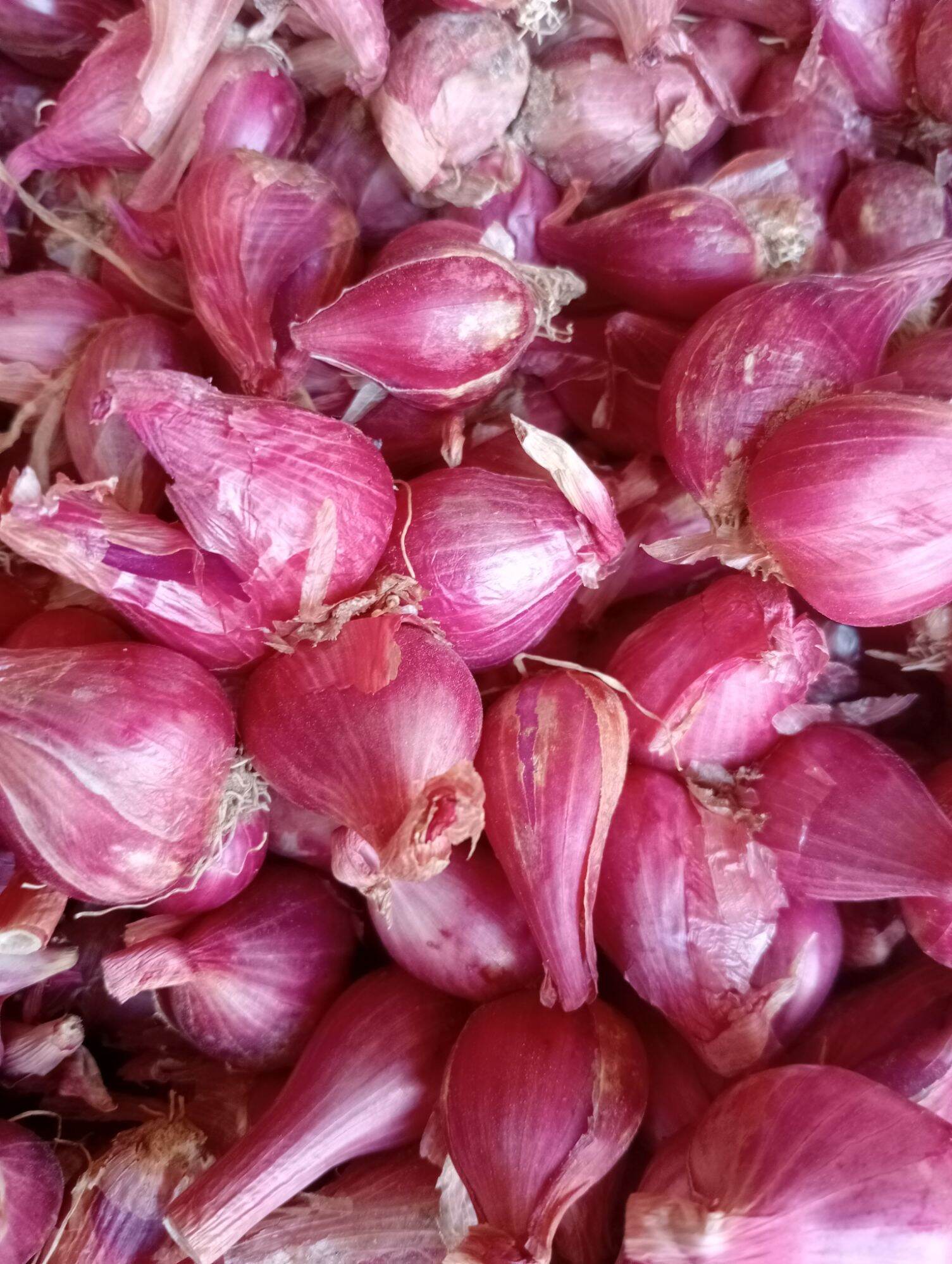 hành tím phan rang loại to, túi 1kg.