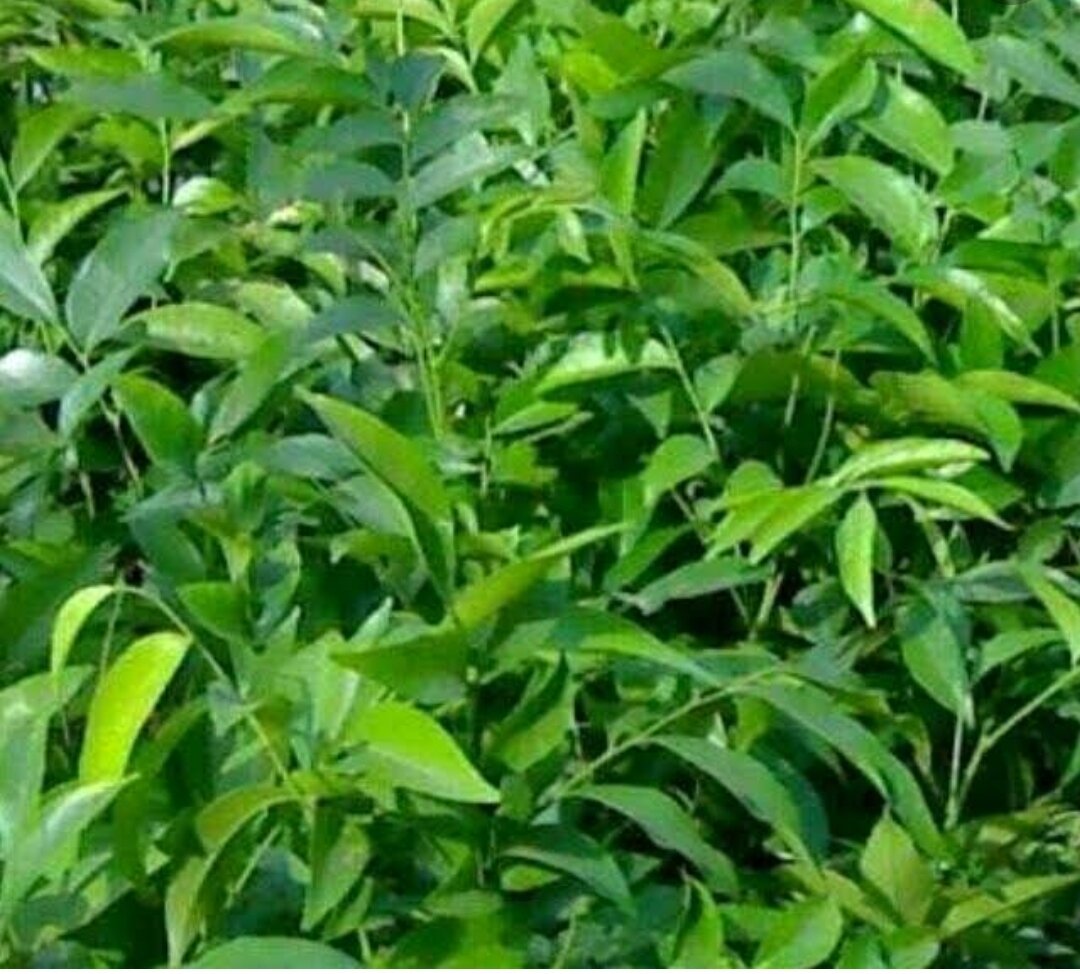 lá mắc mật tươi nhà trồng (500gr)