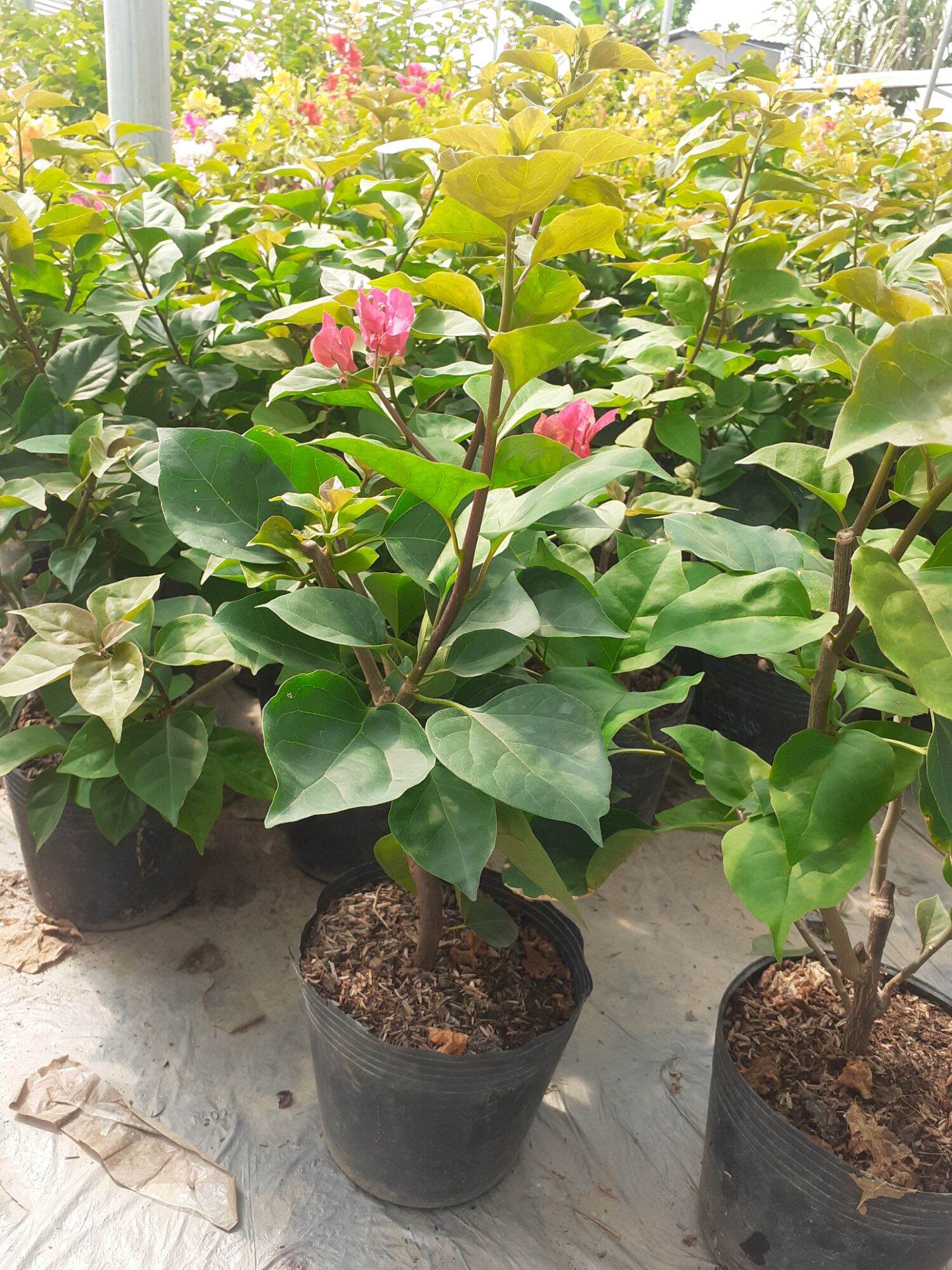 Hoa giấy Ấn Độ size nhỏ