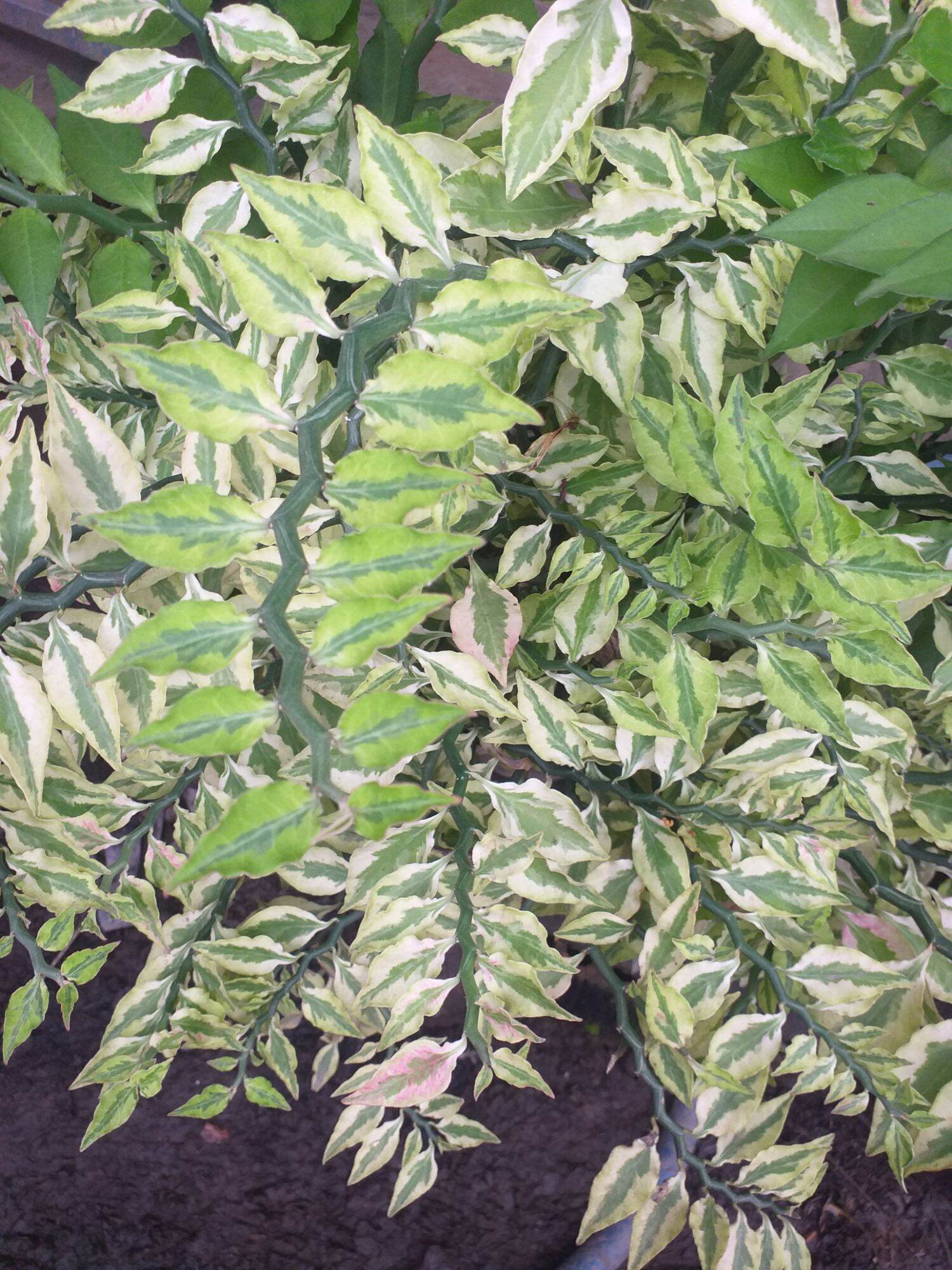 cây cẩm thạch tặng 1 chậu lan chi