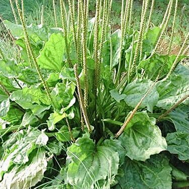 Bông mã đề ( xa tiền tử) thanh nhiệt 300g