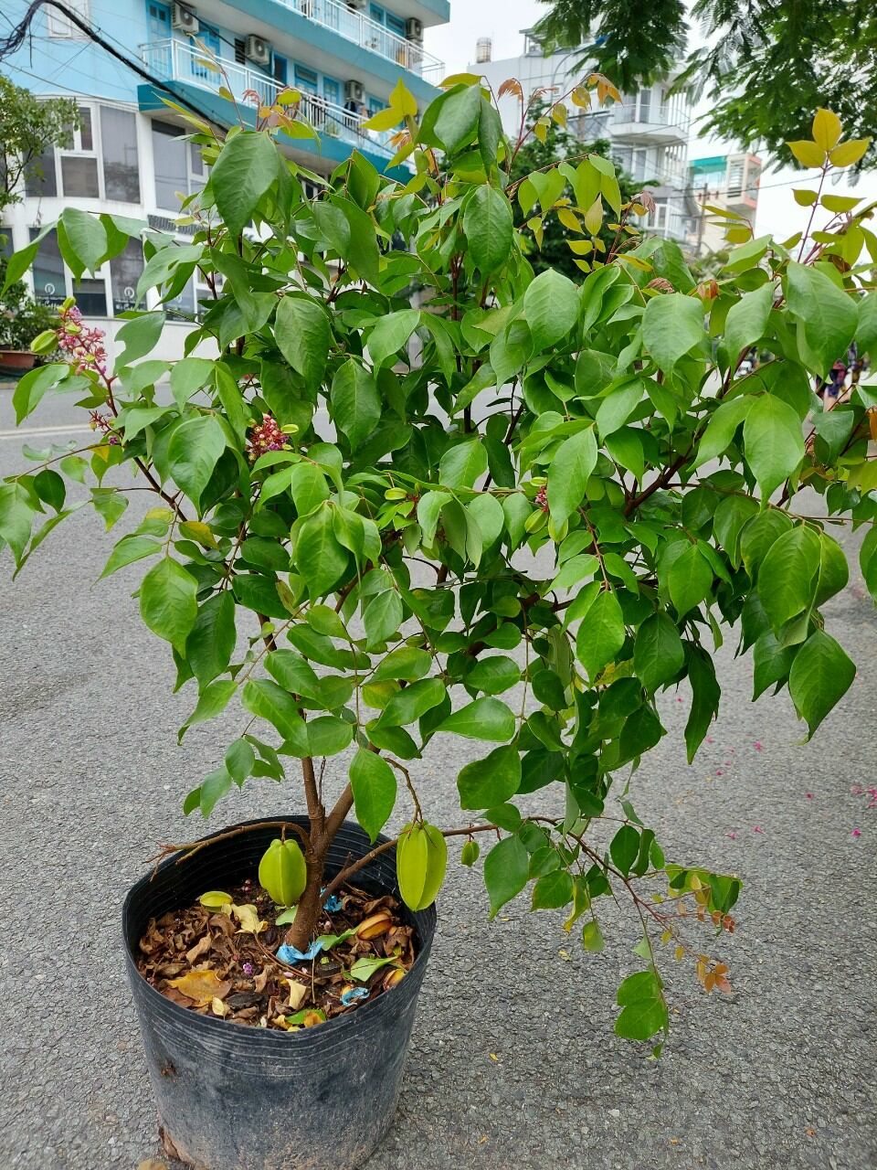 Khế thái đang trái