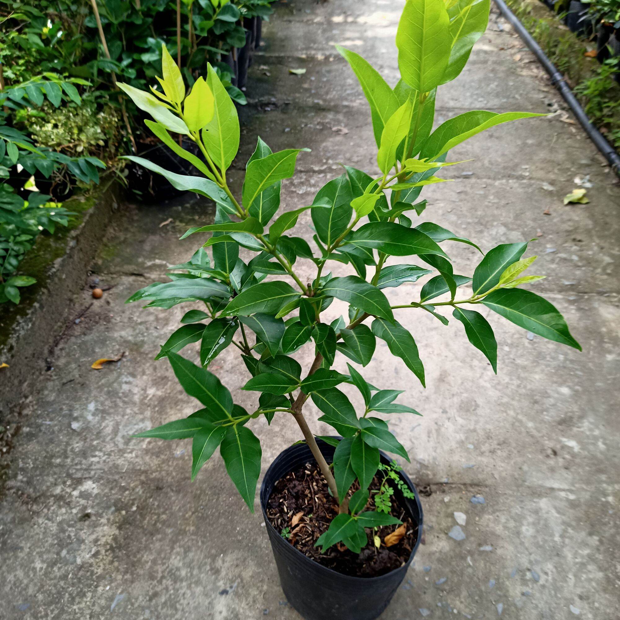 Cây lá vối nếp cao 45-60cm