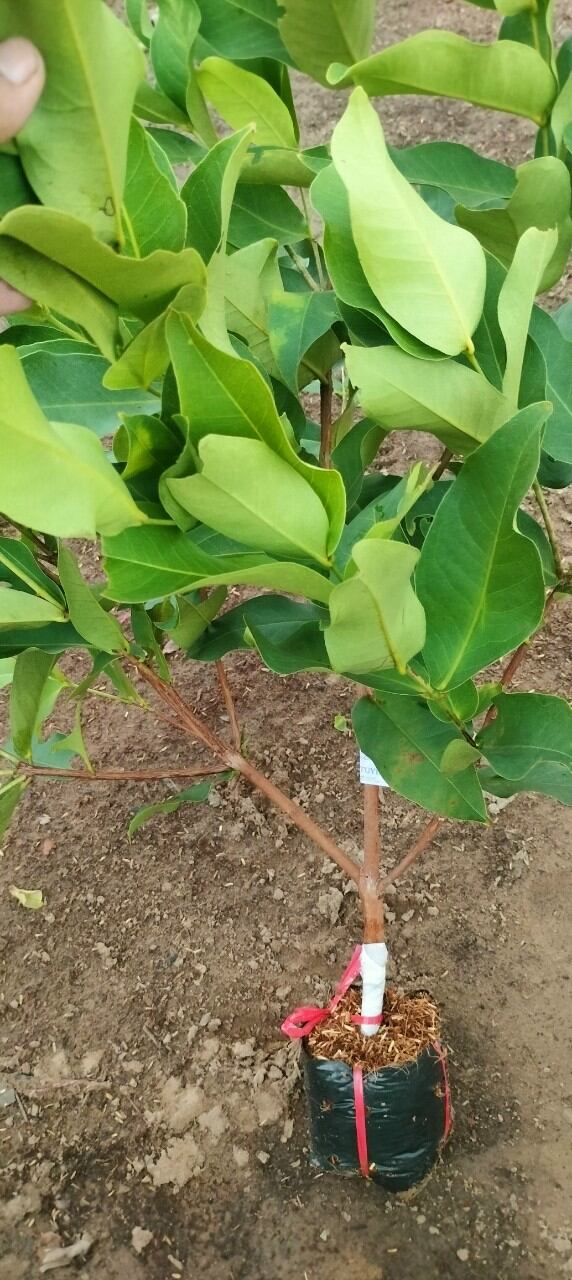 CÂY GIỐNG MẬN ẤN ĐỘ MAU CHO TRÁI