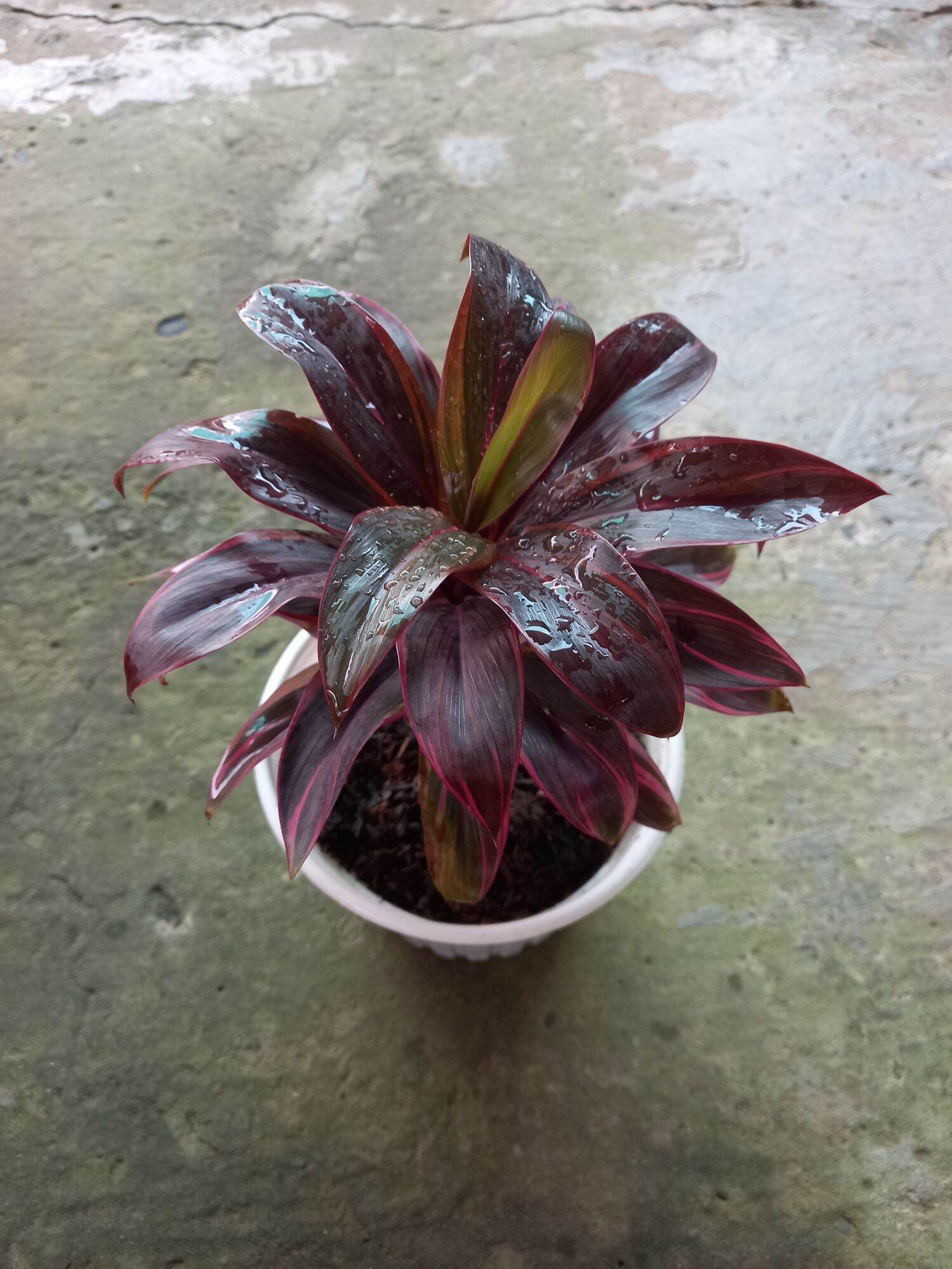 Cây phát tài thái lá đỏ